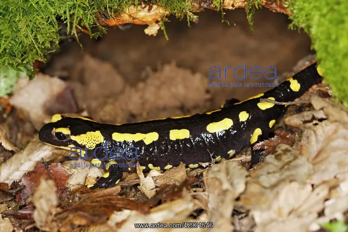 : Fire Salamander : Fire Salamander