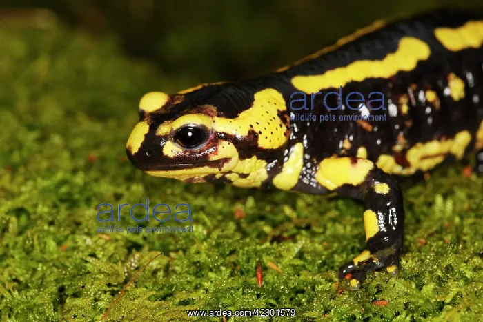  : Fire Salamander