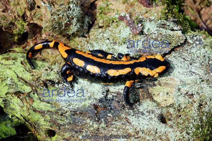 : Fire Salamander : Fire Salamander