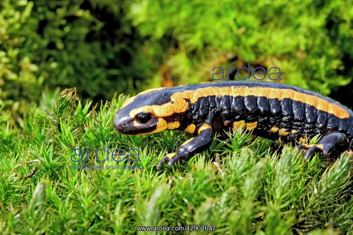 : Fire Salamander : Fire Salamander