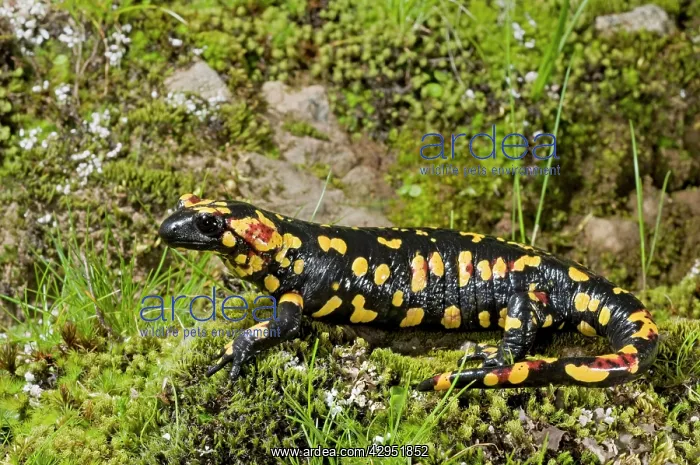 : Fire Salamander : Fire Salamander