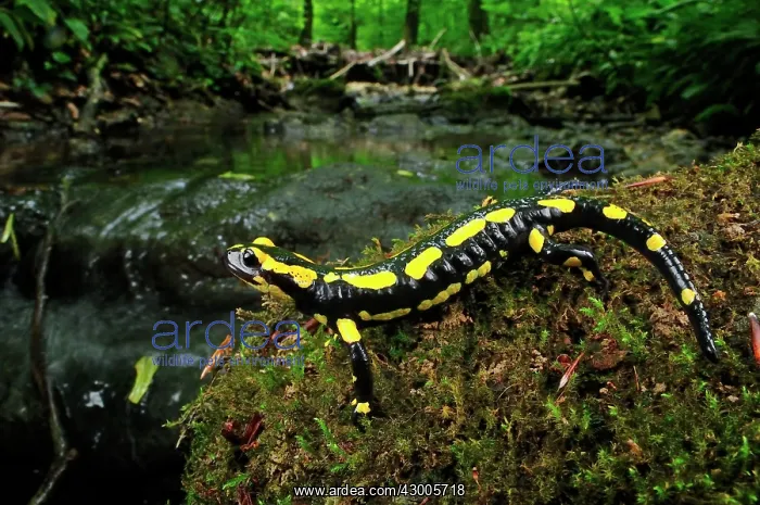 : Fire Salamander