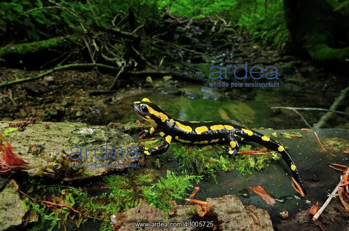  : Fire Salamander