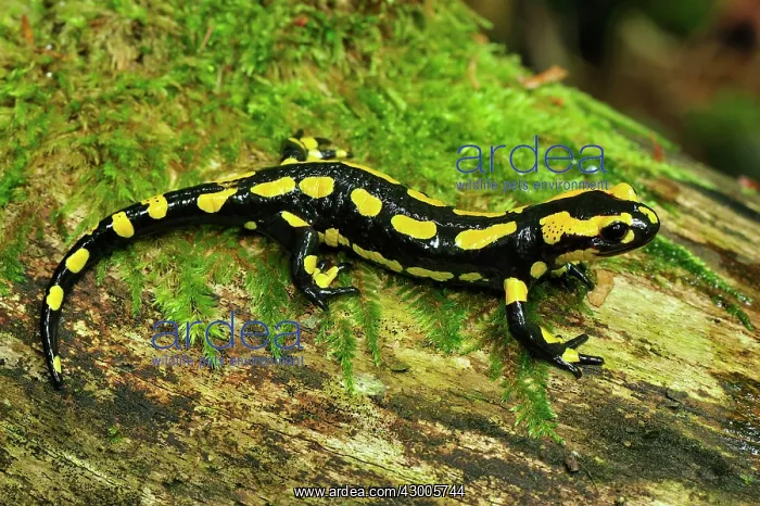  : Fire Salamander