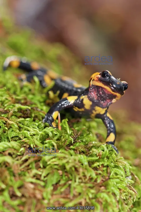  : Fire Salamander