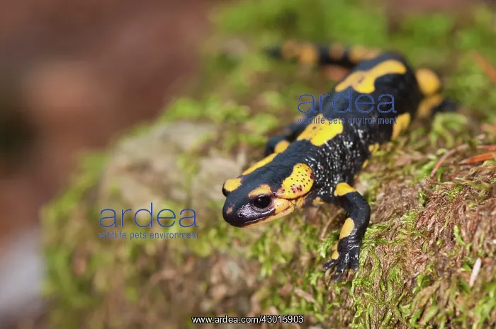  : Fire Salamander