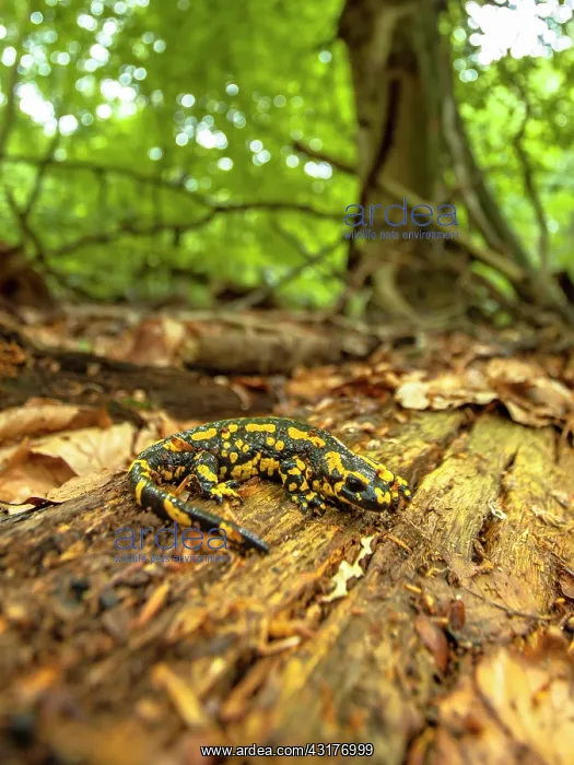 : Fire Salamander : Fire Salamander
