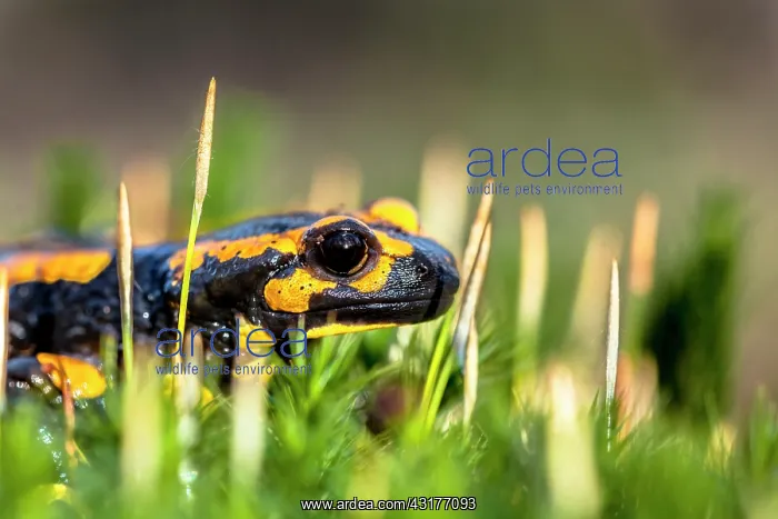 : Fire Salamander : Fire Salamander