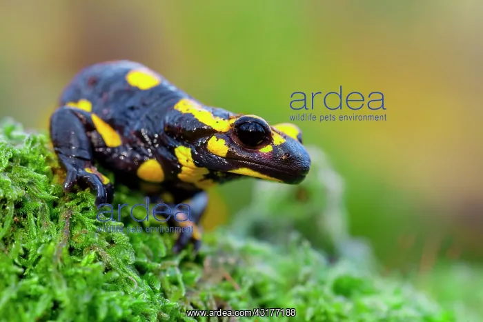 : Fire Salamander : Fire Salamander