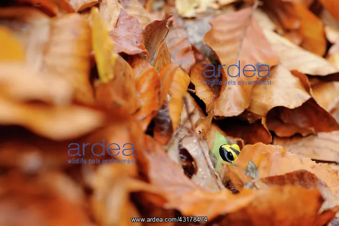 : Fire Salamander : Fire Salamander