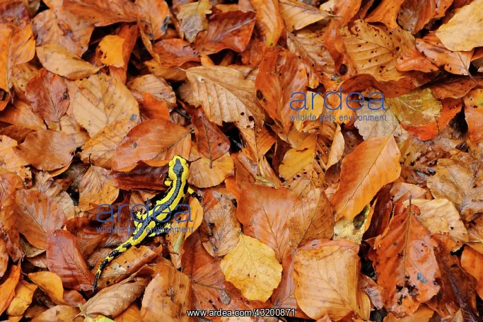 : Fire Salamander : Fire Salamander
