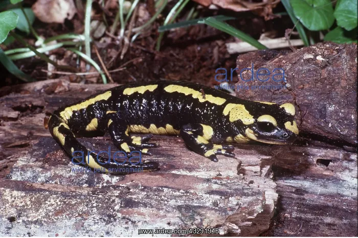 : FIRE SALAMANDER : FIRE SALAMANDER