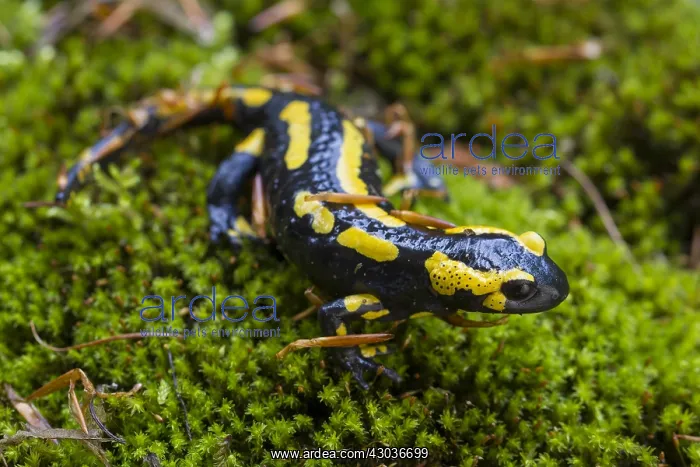 : Fire Salamander - adult salamander in Harz National : Fire Salamander - adult salamander in Harz National