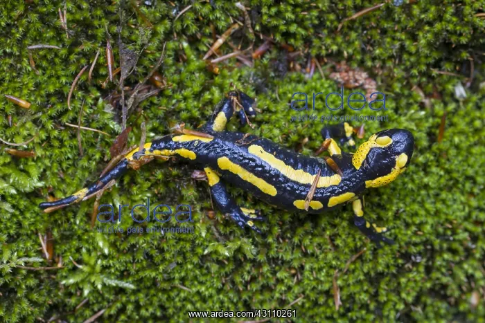 : Fire Salamander - adult salamander in Harz National : Fire Salamander - adult salamander in Harz National