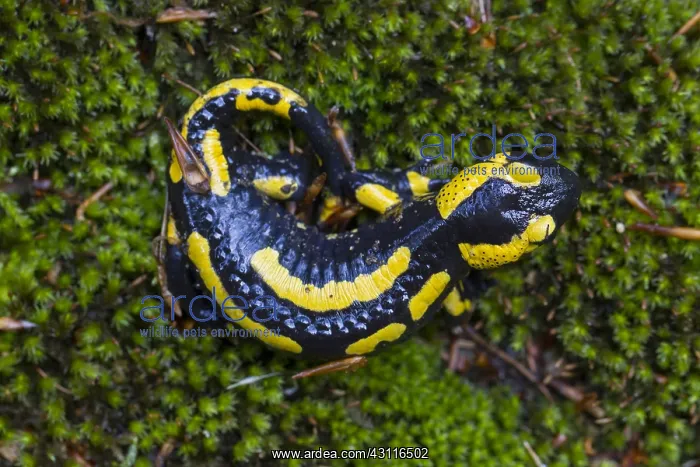  : Fire Salamander - adult salamander in Harz National