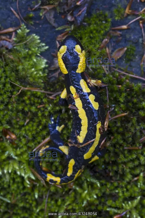 : Fire Salamander - adult salamander in Harz National : Fire Salamander - adult salamander in Harz National