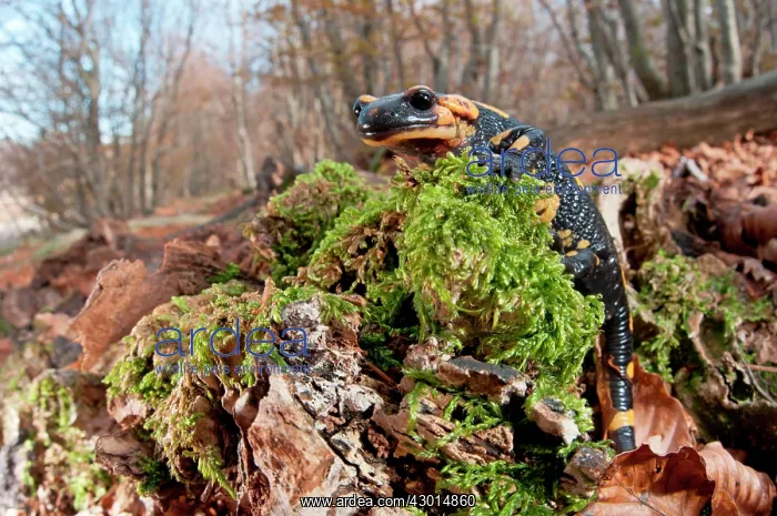 : Fire Salamander climbing on old trunk : Fire Salamander climbing on old trunk