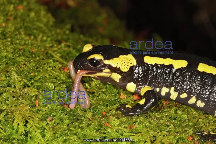 : Fire Salamander - eating worm : Fire Salamander - eating worm