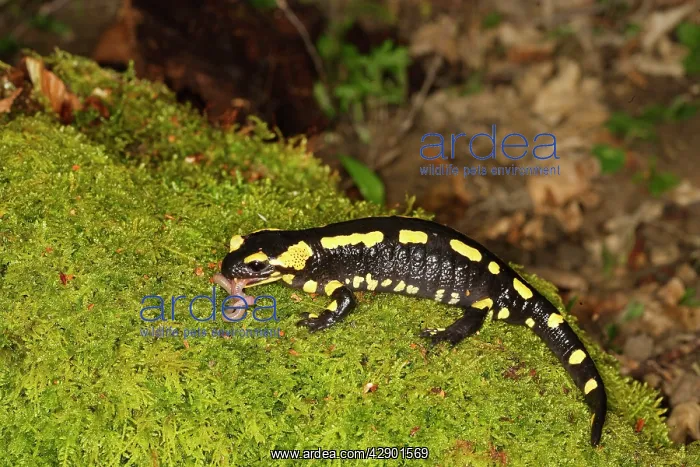 : Fire Salamander - eating worm : Fire Salamander - eating worm