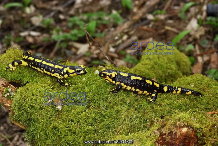: Fire Salamander - two facing each other : Fire Salamander - two facing each other