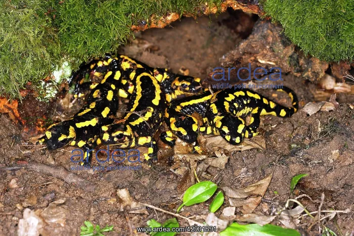 : Fire Salamander - group : Fire Salamander - group