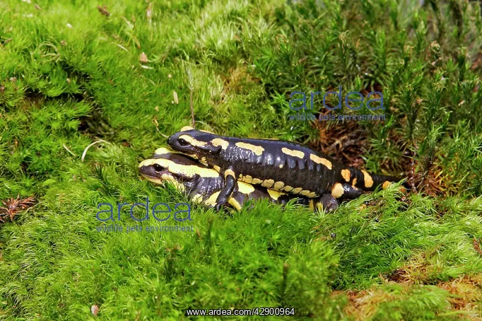 : Fire Salamander - mating : Fire Salamander - mating