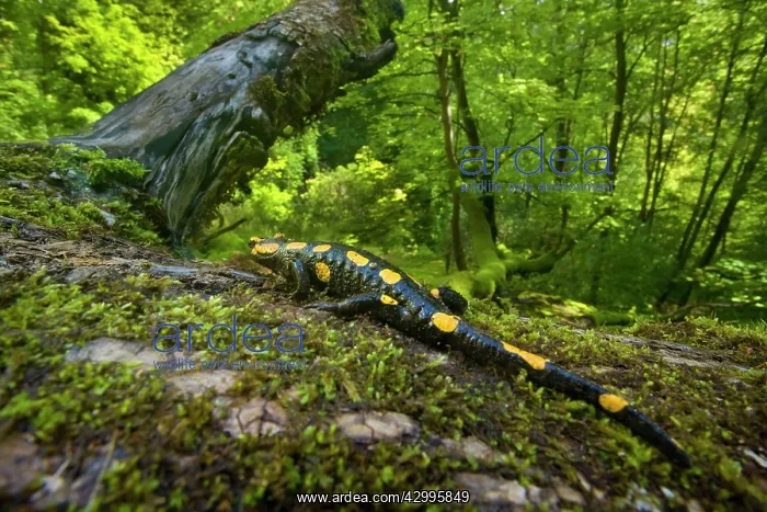 : Fire Salamander - on a moss covered tree trunk in a forest : Fire Salamander - on a moss covered tree trunk in a forest