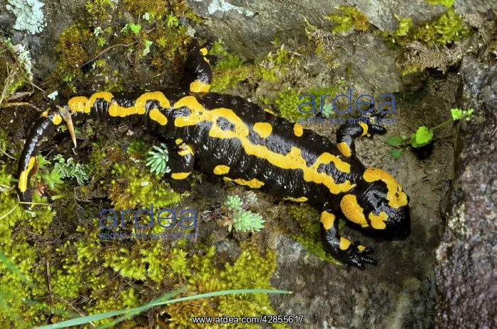 : Fire Salamander - old adult : Fire Salamander - old adult