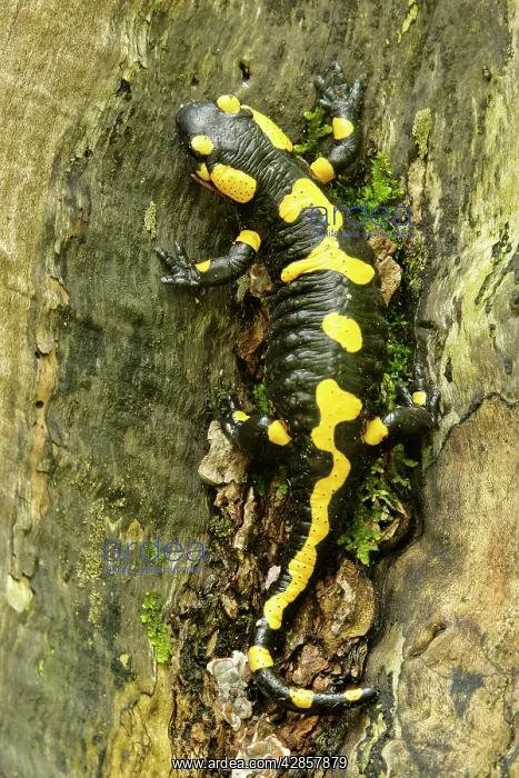 : Fire Salamander - resting on a thick tree root in forest : Fire Salamander - resting on a thick tree root in forest