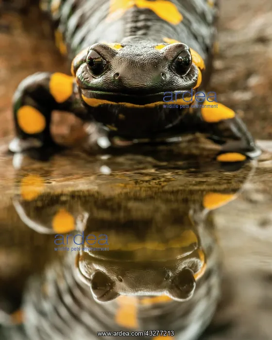 : Fire salamander (Salamandra salamandra), on the : Fire salamander (Salamandra salamandra), on the