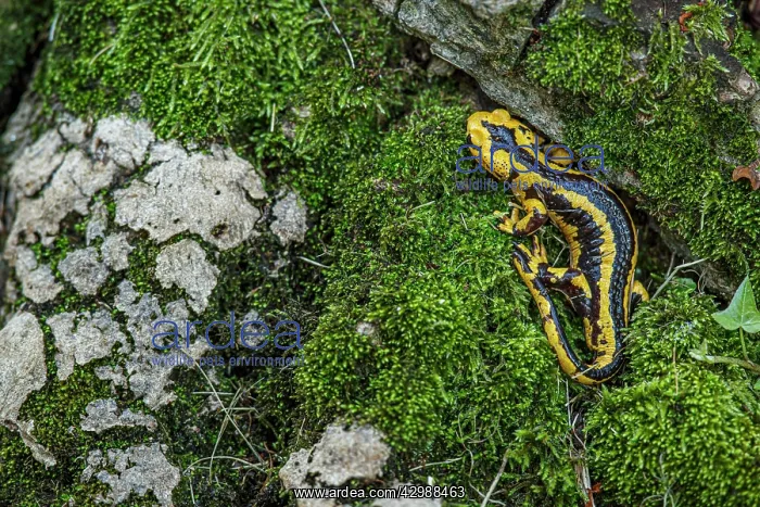 : Fire Salamander (Salamandra salamandra bernardezi) : Fire Salamander (Salamandra salamandra bernardezi)