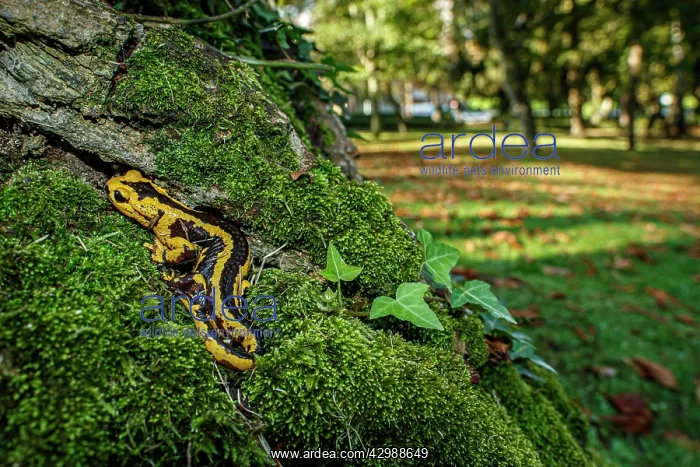: Fire Salamander (Salamandra salamandra bernardezi) : Fire Salamander (Salamandra salamandra bernardezi)