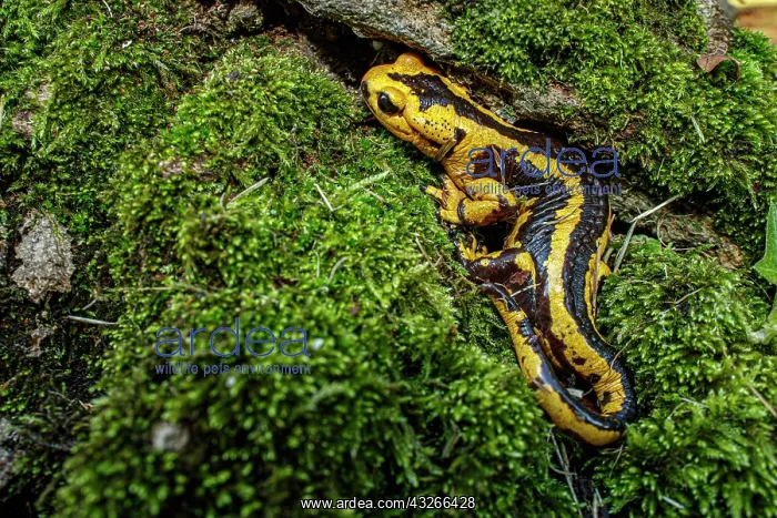 : Fire Salamander (Salamandra salamandra bernardezi) : Fire Salamander (Salamandra salamandra bernardezi)