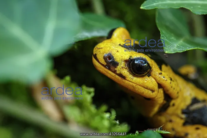: Fire Salamander (Salamandra salamandra bernardezi) : Fire Salamander (Salamandra salamandra bernardezi)