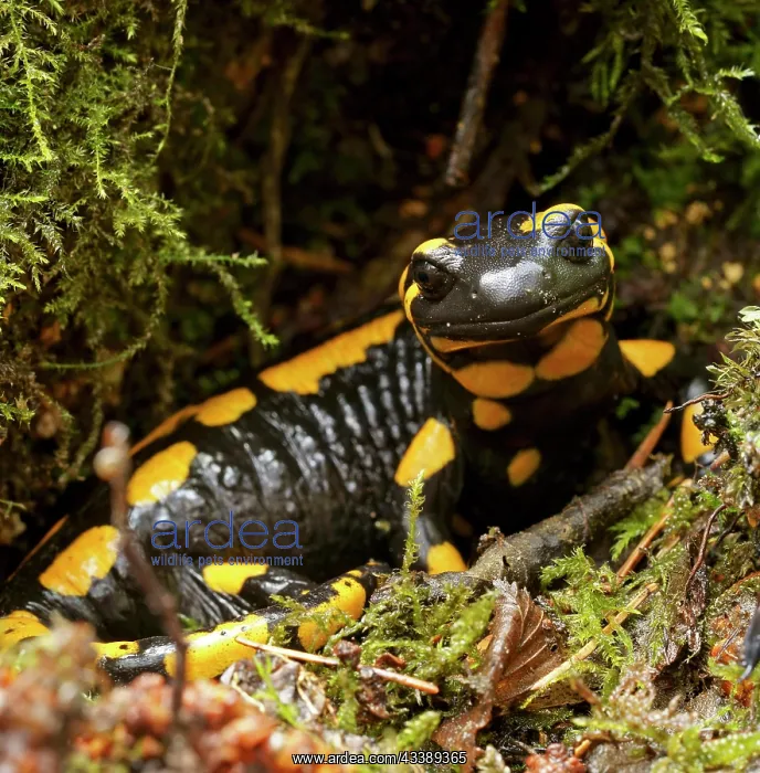 : Fire salamander (Salamandra salamandra), Hesse : Fire salamander (Salamandra salamandra), Hesse
