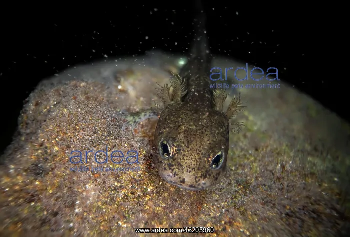 : Fire salamander (Salamandra salamandra), larva on : Fire salamander (Salamandra salamandra), larva on