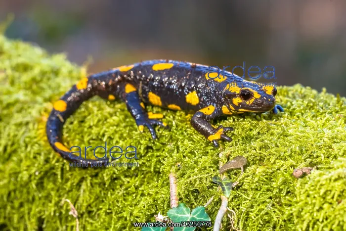 : Fire Salamander (Salamandra salamandra) on a lo : Fire Salamander (Salamandra salamandra) on a lo