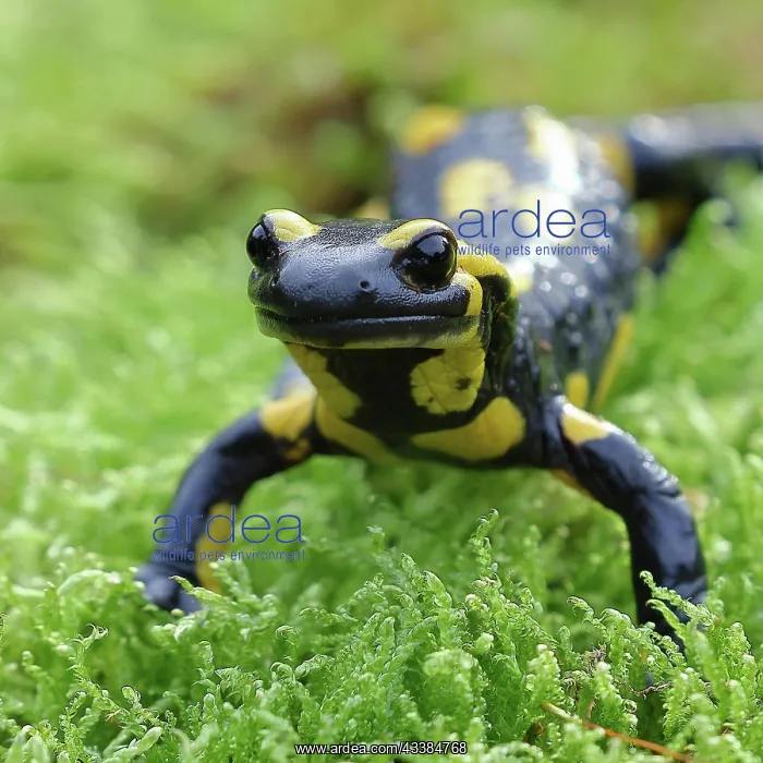 : Fire salamander (Salamandra salamandra), running : Fire salamander (Salamandra salamandra), running