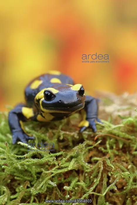: Fire salamander (Salamandra salamandra), running : Fire salamander (Salamandra salamandra), running