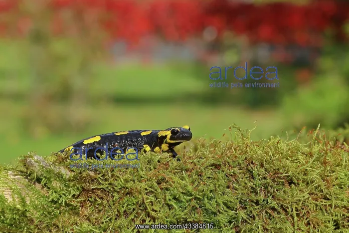 : Fire salamander (Salamandra salamandra), running : Fire salamander (Salamandra salamandra), running