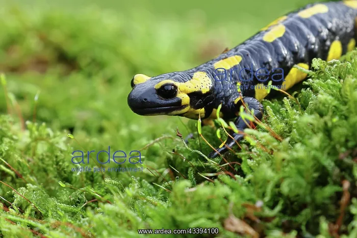 : Fire salamander (Salamandra salamandra), running : Fire salamander (Salamandra salamandra), running