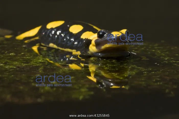 : Fire Salamander (Salamandra salamandra) in shal : Fire Salamander (Salamandra salamandra) in shal