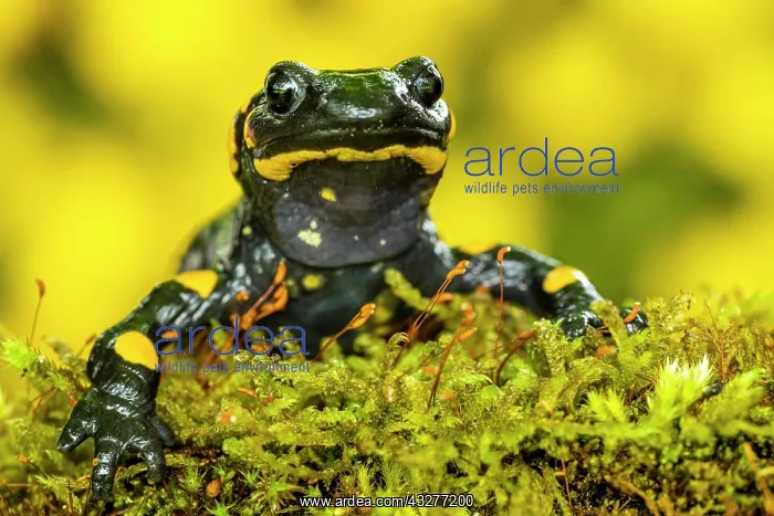 : Fire salamander (Salamandra salamandra), sits in : Fire salamander (Salamandra salamandra), sits in