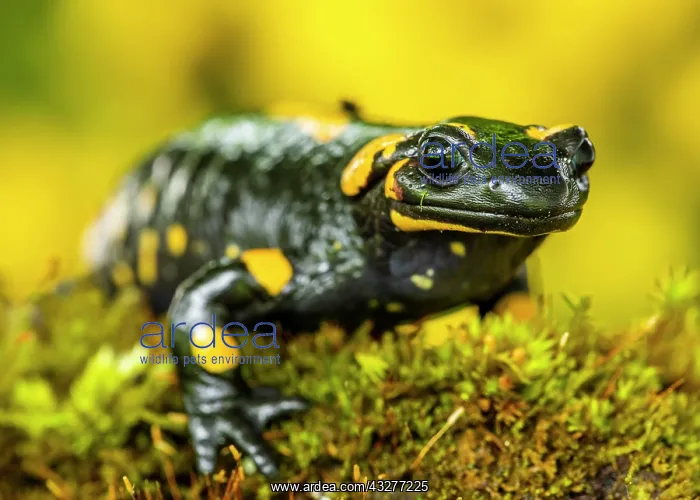 : Fire salamander (Salamandra salamandra), sits in : Fire salamander (Salamandra salamandra), sits in