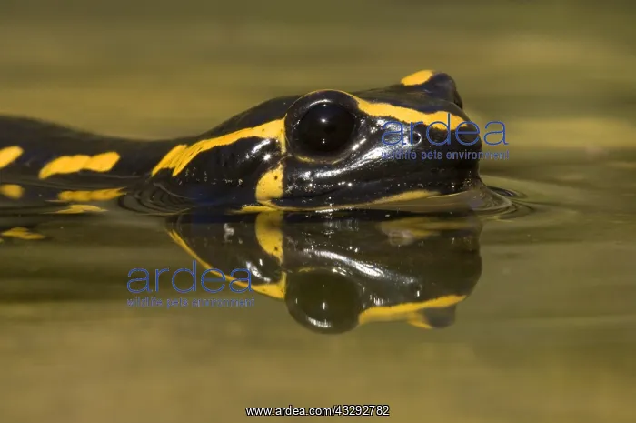 : Fire Salamander (Salamandra salamandra) in wate : Fire Salamander (Salamandra salamandra) in wate