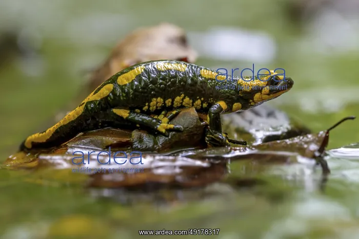 : Fire salamander (Salamandra salamandra) on a wet leaf in the water : Fire salamander (Salamandra salamandra) on a wet leaf in the water
