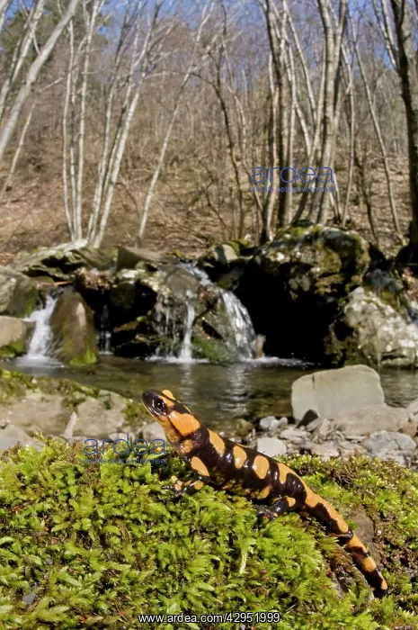 : Fire Salamander - young in habitat : Fire Salamander - young in habitat