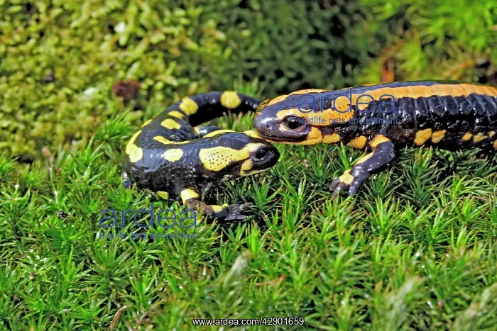 : Fire Salamanders : Fire Salamanders