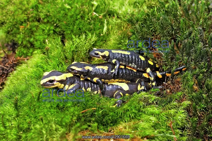 : Fire Salamanders - mating : Fire Salamanders - mating