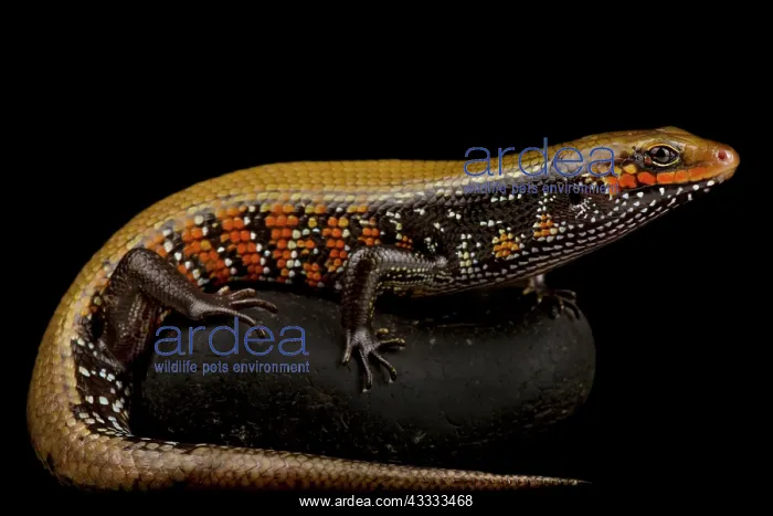 : Fire skink (Mochlus fernandi fernandi), on black background : Fire skink (Mochlus fernandi fernandi), on black background